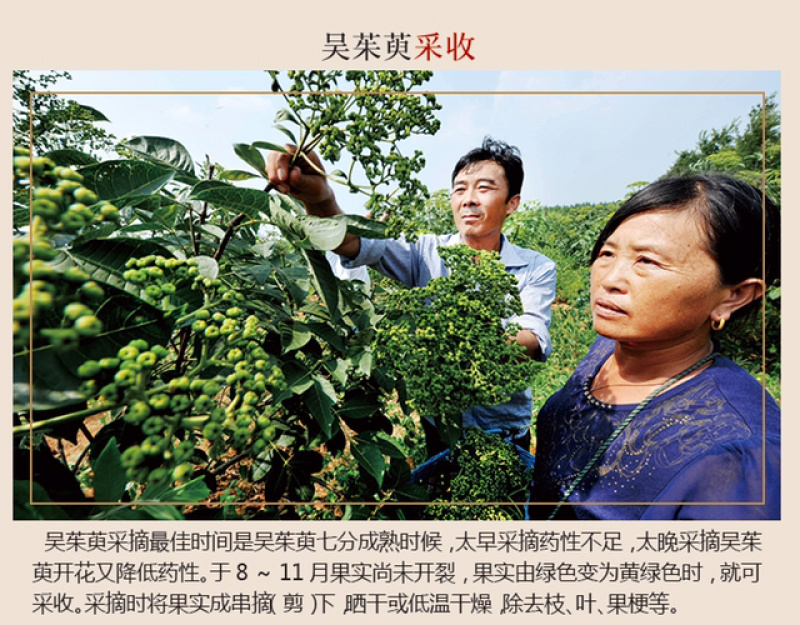 吴茱萸浙江小花吴茱萸浙江产地直供