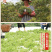 吴茱萸浙江小花吴茱萸浙江产地直供