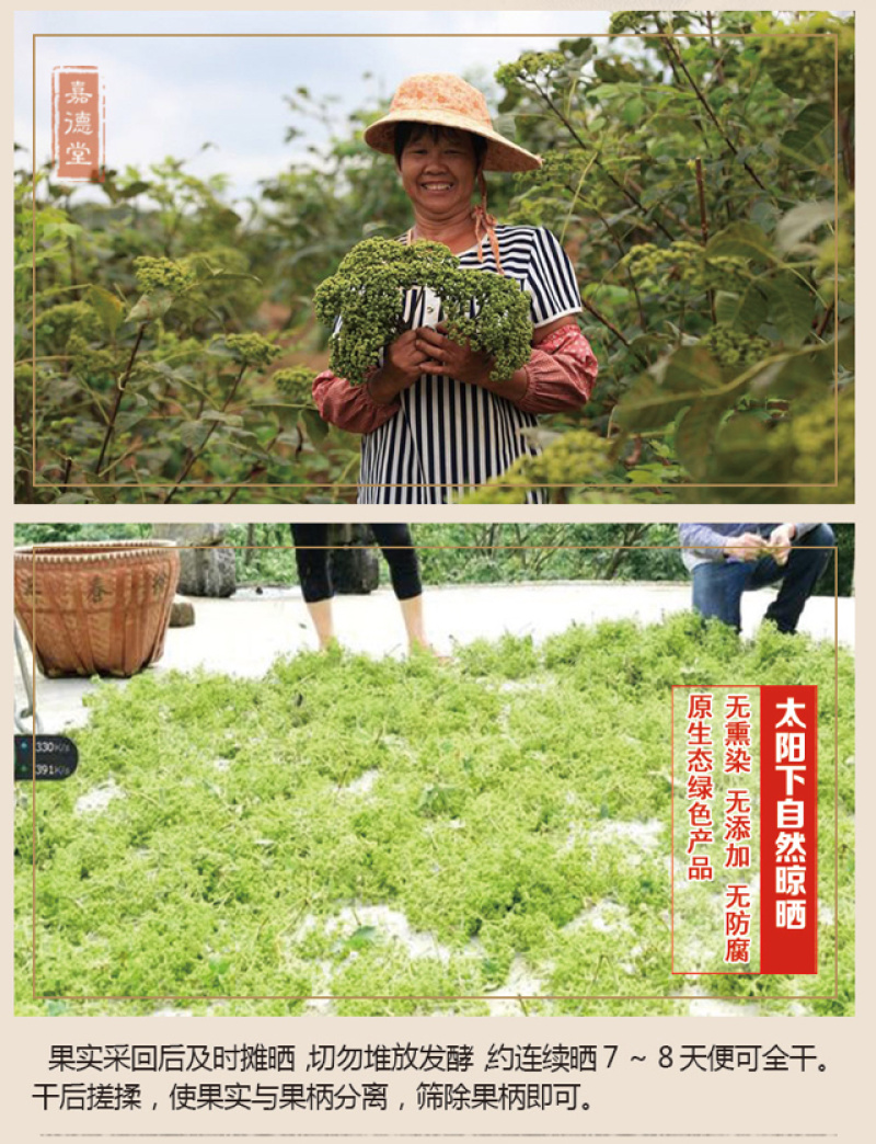 吴茱萸浙江小花吴茱萸浙江产地直供