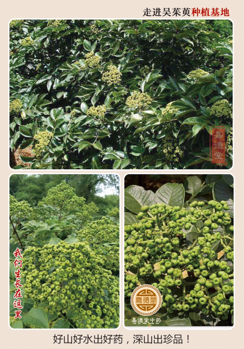 吴茱萸浙江小花吴茱萸浙江产地直供
