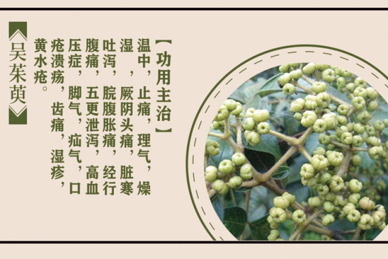 吴茱萸浙江小花吴茱萸浙江产地直供