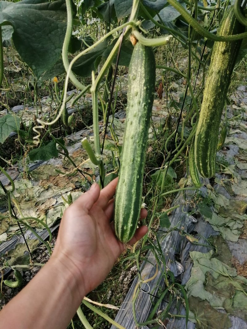 水果黄瓜，精品土黄瓜16~22公分，4两起，小黄瓜