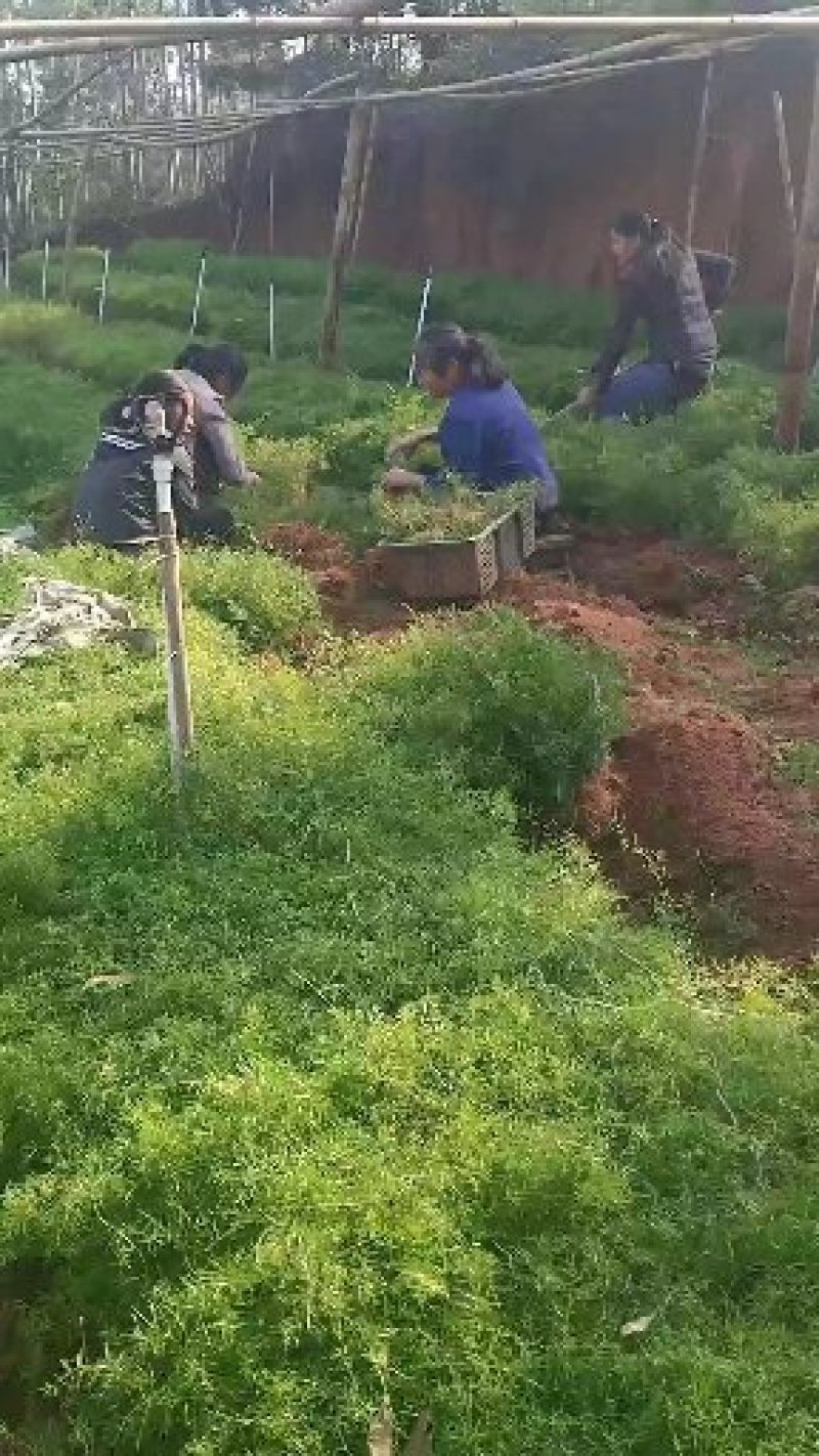 广西良大天冬苗，苗壮，根须好，
