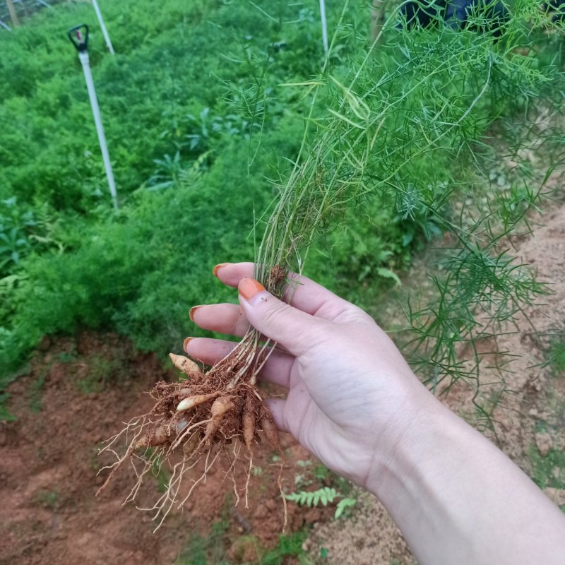 广西良大天冬苗，苗壮，根须好，