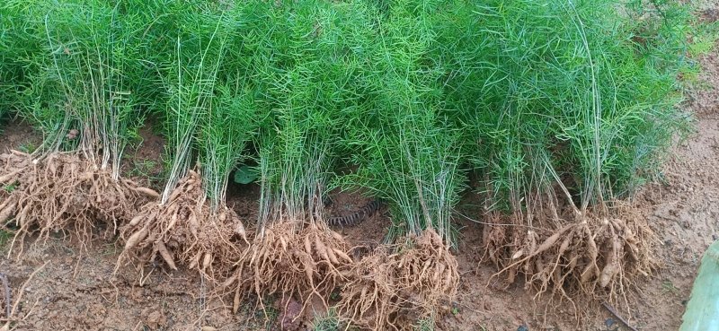 广西大天冬苗，包技术，成活好！5个薯起苗