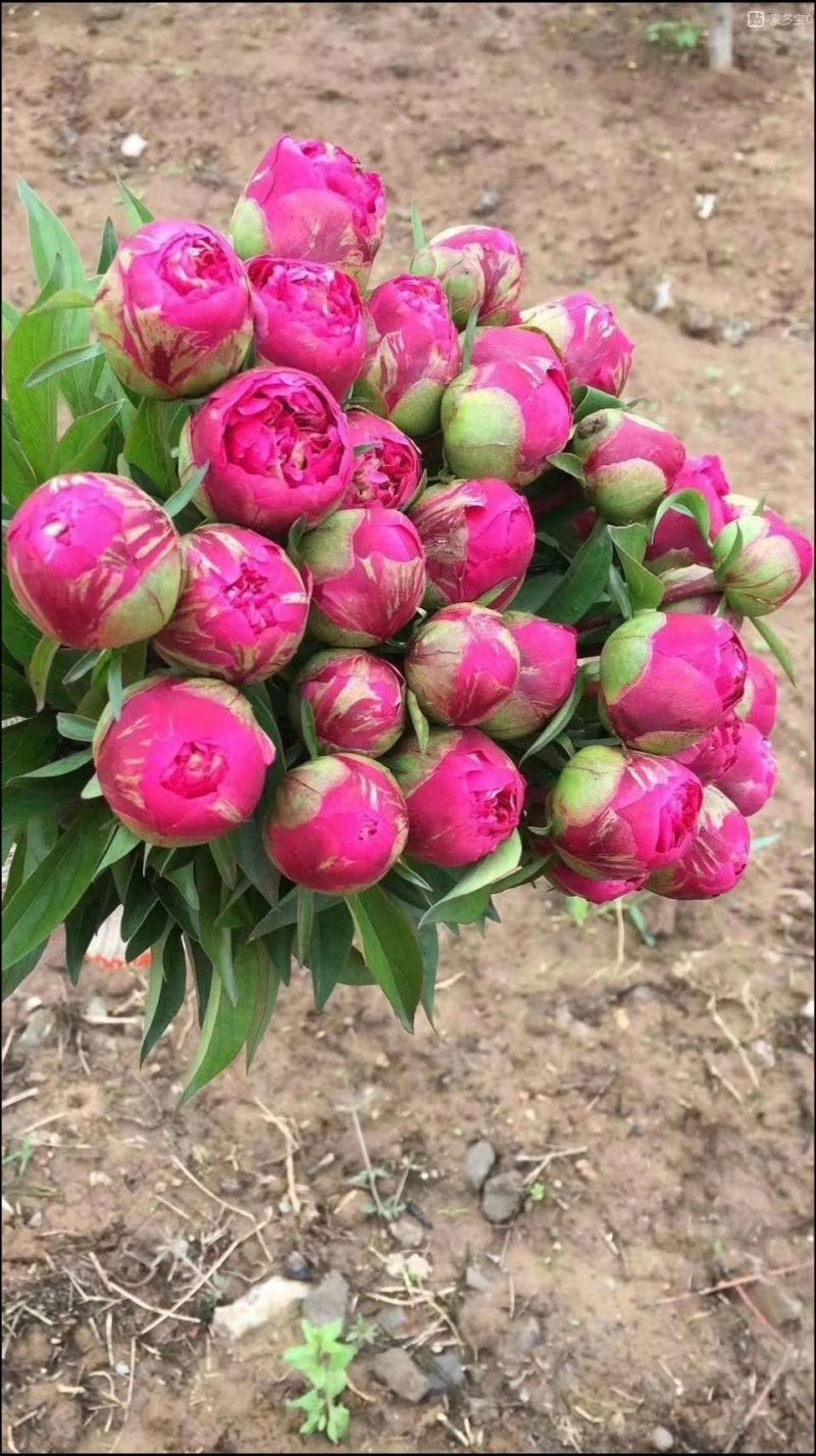 芍药鲜切花，芍药，国内外品种，保质量，保开花