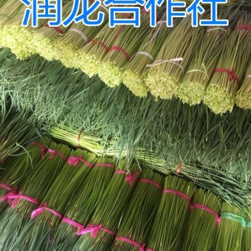 红帽早熟蒜苔，周口蒜苔，河南蒜苔，淮阳蒜苔，