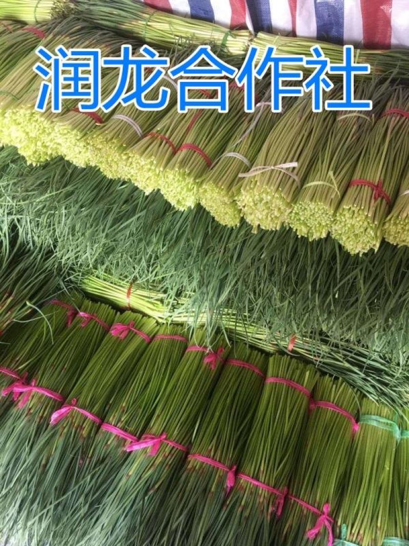 红帽早熟蒜苔，周口蒜苔，河南蒜苔，淮阳蒜苔，