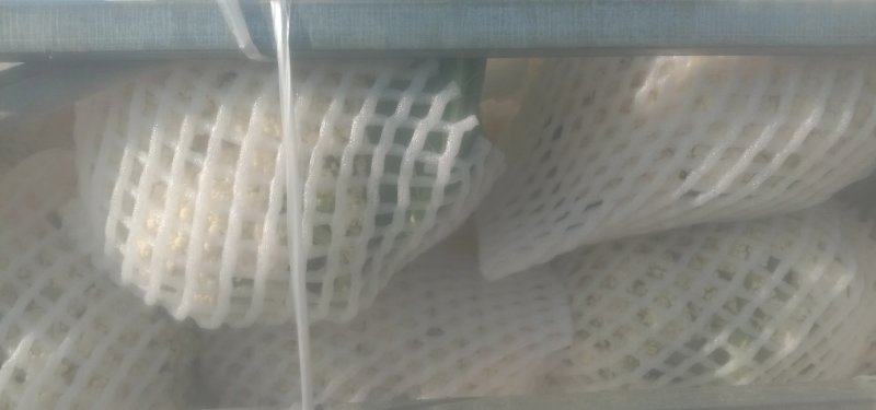 新鲜有机白面松花