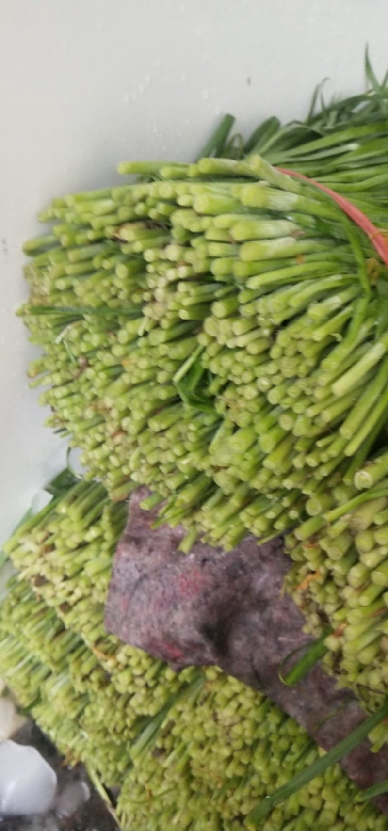 大棚韭菜上市。。。。。。。。。。。。。。。。。。。。。