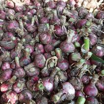 河南紫红皮大蒜，鲜蒜，上货快，大量有货