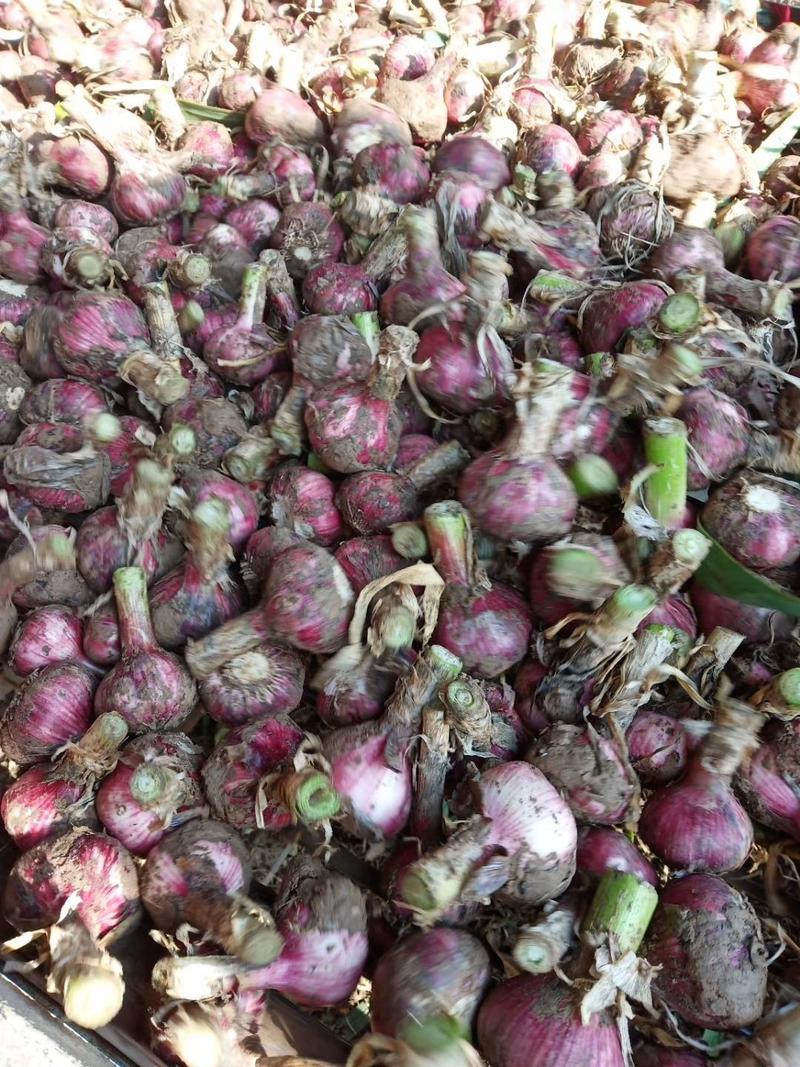 河南紫红皮大蒜，鲜蒜，上货快，大量有货
