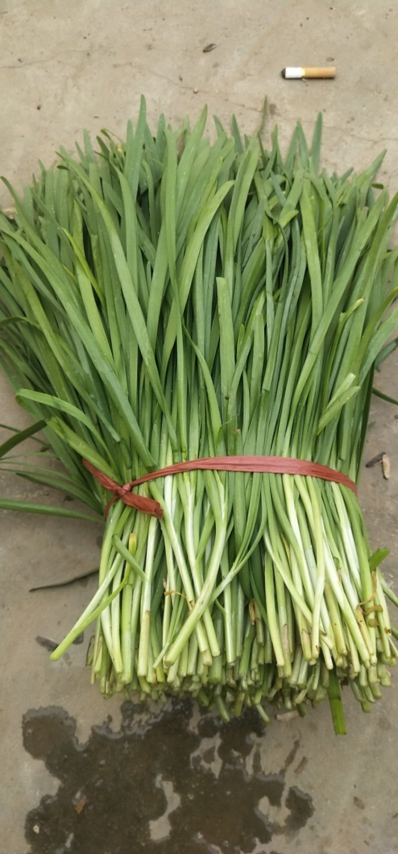 大棚韭菜大量上市。。。。。。。。。。。，，，，