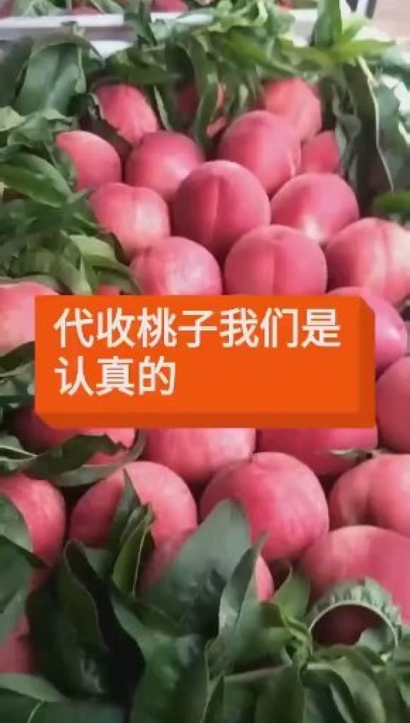春雪桃，6月份大量上市产地直销个头大颜色好口感好量大有需