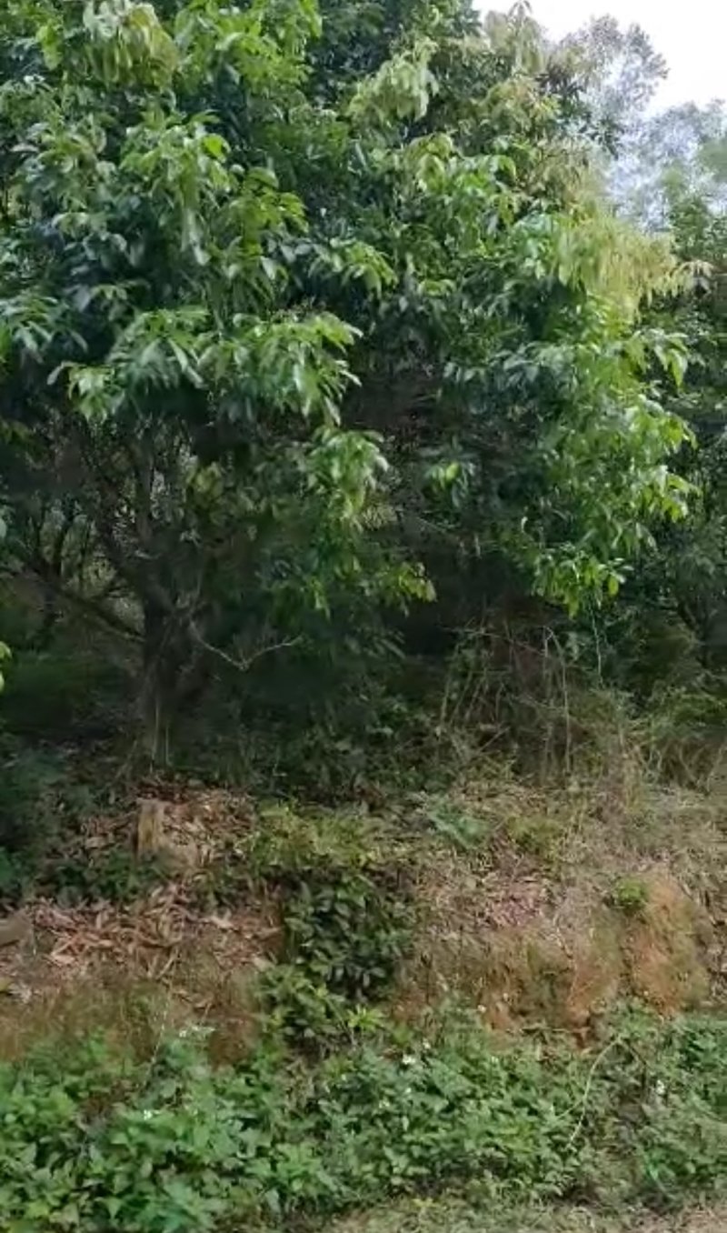 山地出租