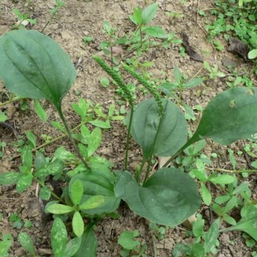 野生车前草