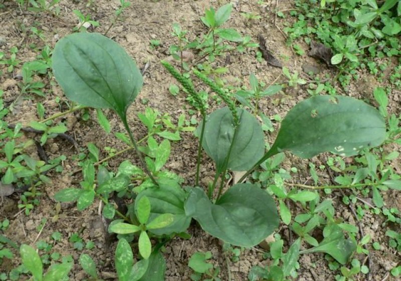 野生车前草