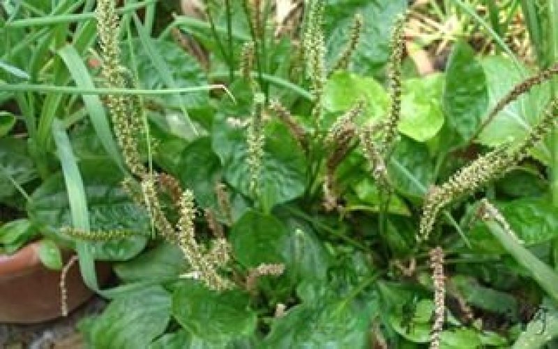 野生车前草