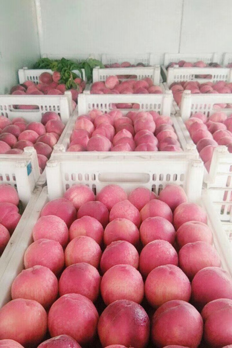 春雪毛桃子6月份大量上市，个头大颜色好，口感好需要的联系