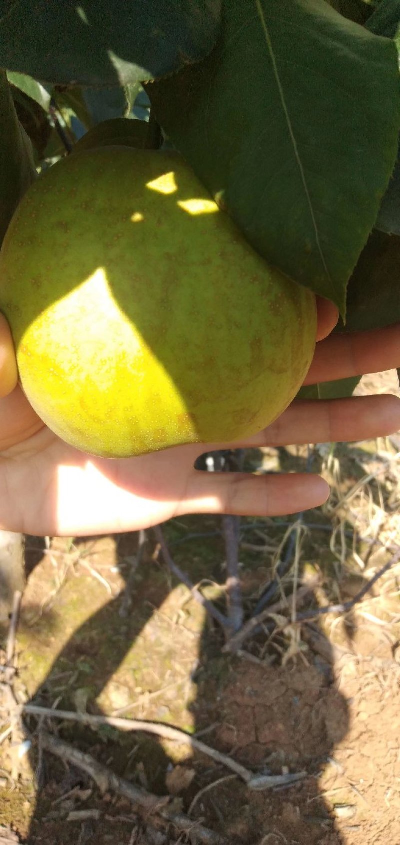 大量翠冠梨黄花梨翠玉梨，光果套袋都有