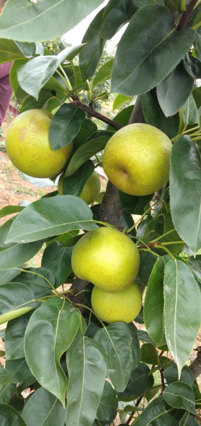 大量翠冠梨黄花梨翠玉梨，光果套袋都有