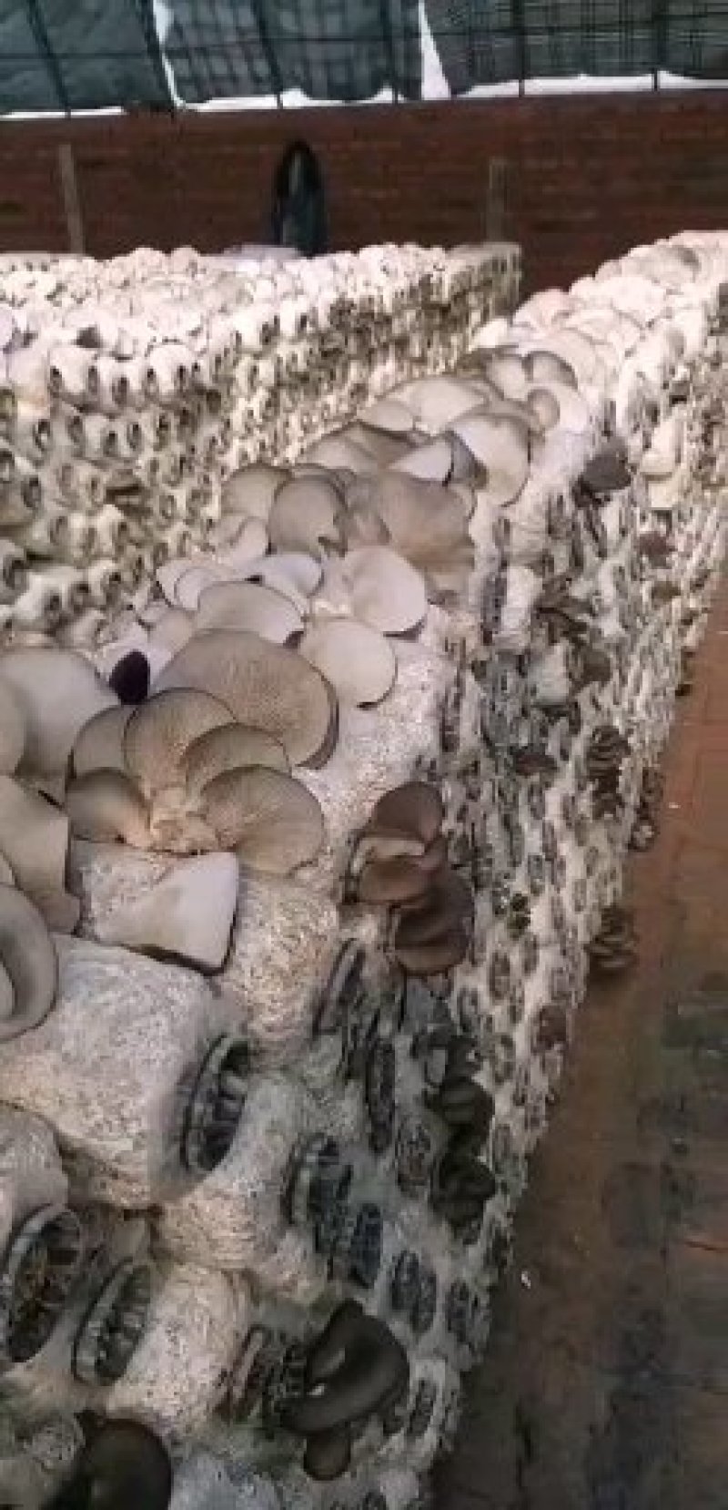 鲜平菇