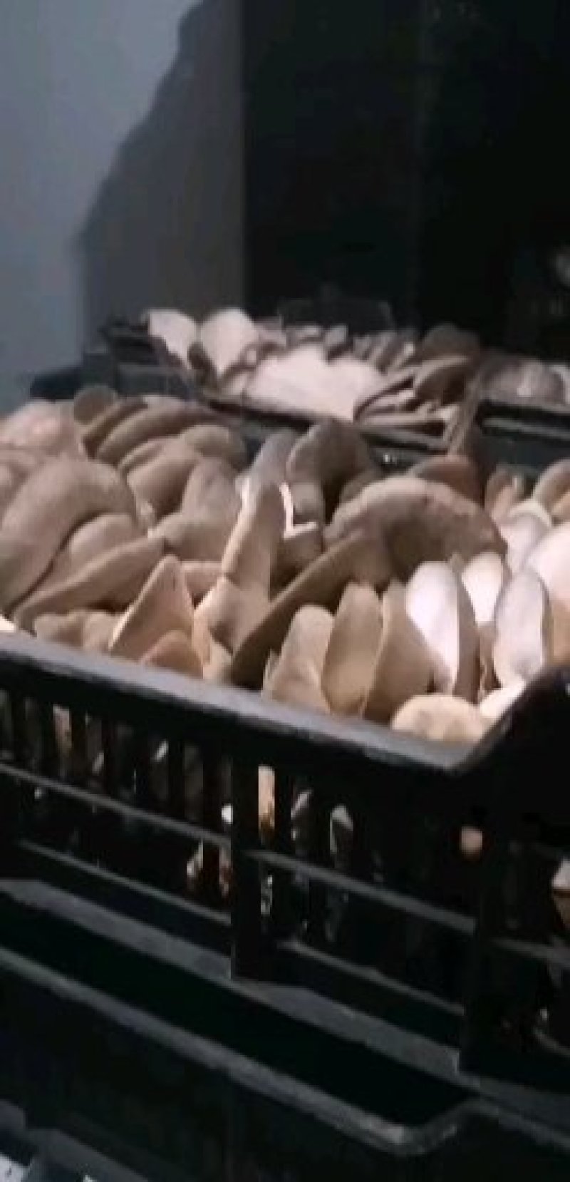 鲜平菇