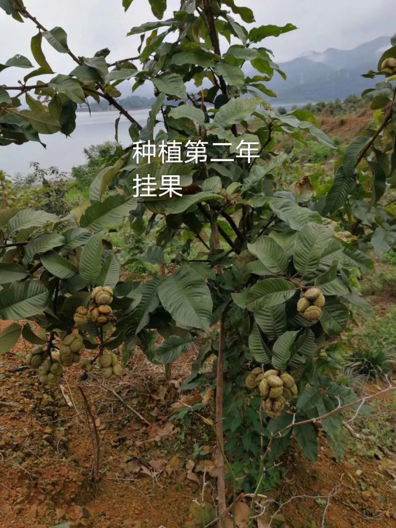 风流果苗提供种植管理技术壮阳水果提供技术