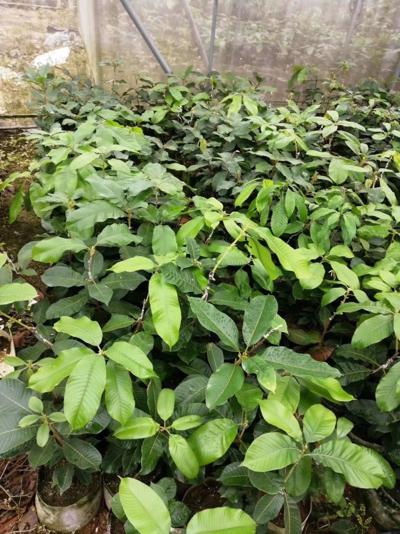 风流果苗提供种植管理技术壮阳水果提供技术