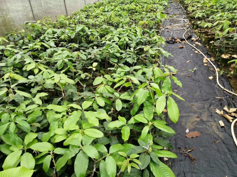 风流果苗提供种植管理技术壮阳水果提供技术