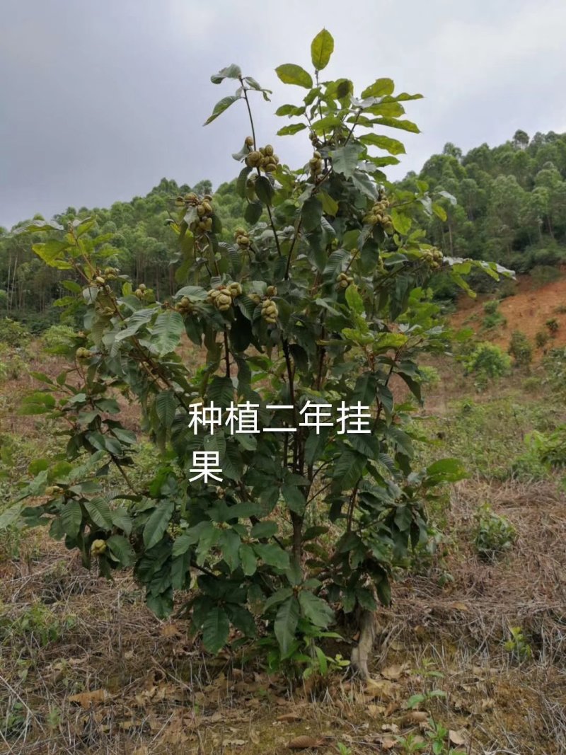 风流果苗提供种植管理技术壮阳水果提供技术