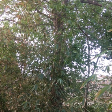 急售皂角，原生皂角，皂荚