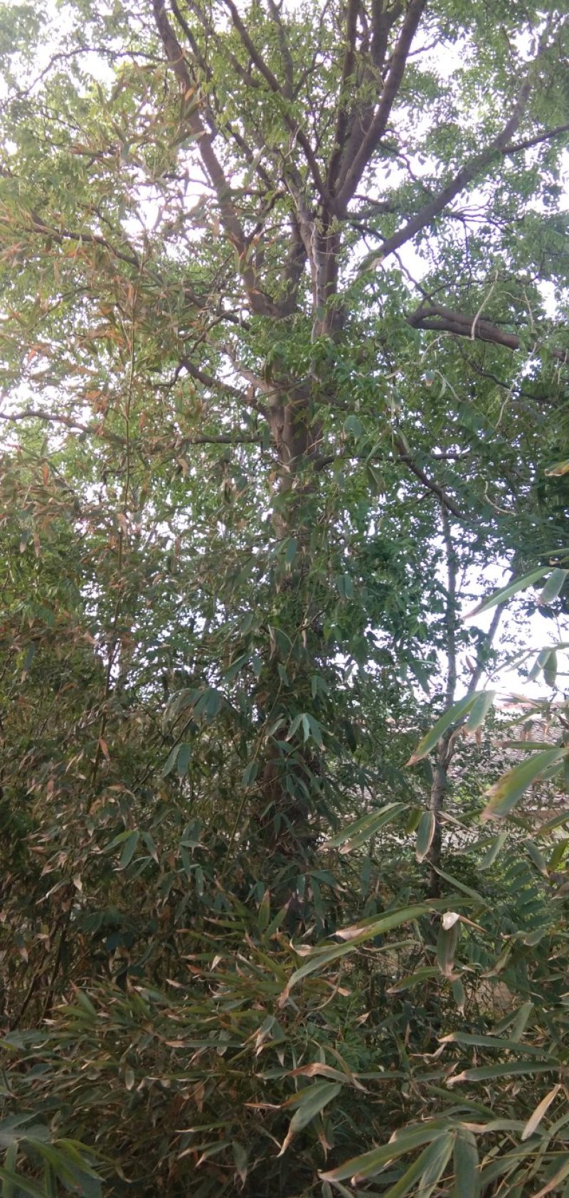 急售皂角，原生皂角，皂荚