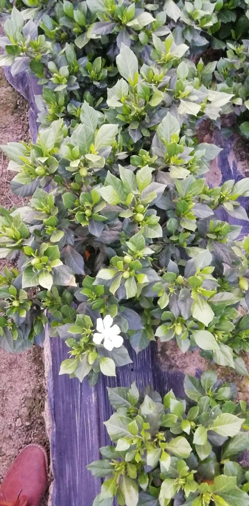带翻白花苞的各类栀子花大量有售。还有各种价位的工程苗。