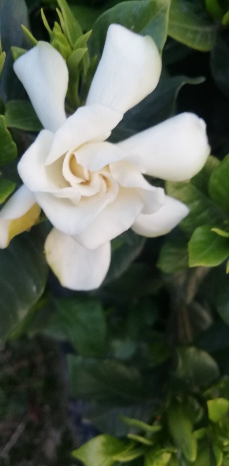 带翻白花苞的各类栀子花大量有售。还有各种价位的工程苗。