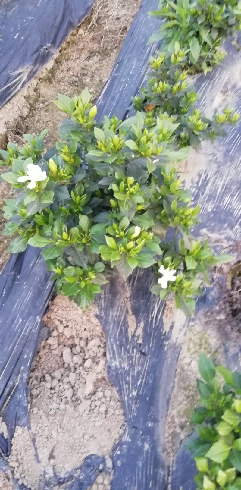 带翻白花苞的各类栀子花大量有售。还有各种价位的工程苗。