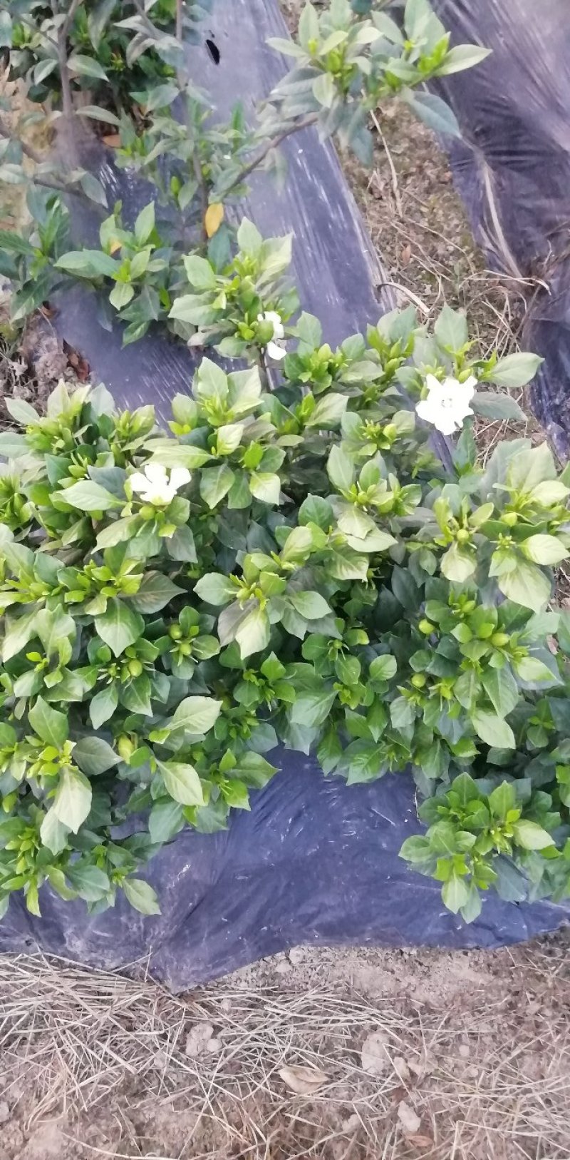 带翻白花苞的各类栀子花大量有售。还有各种价位的工程苗。