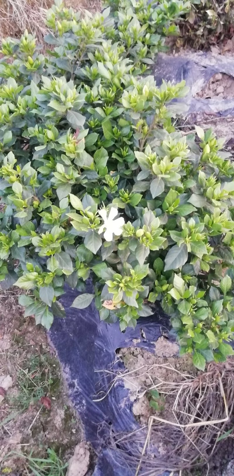带翻白花苞的各类栀子花大量有售。还有各种价位的工程苗。