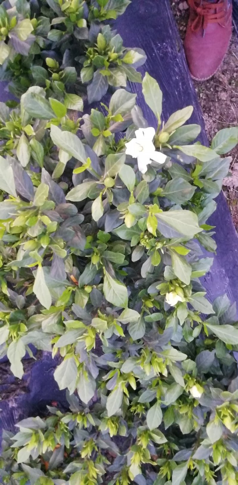 带翻白花苞的各类栀子花大量有售。还有各种价位的工程苗。