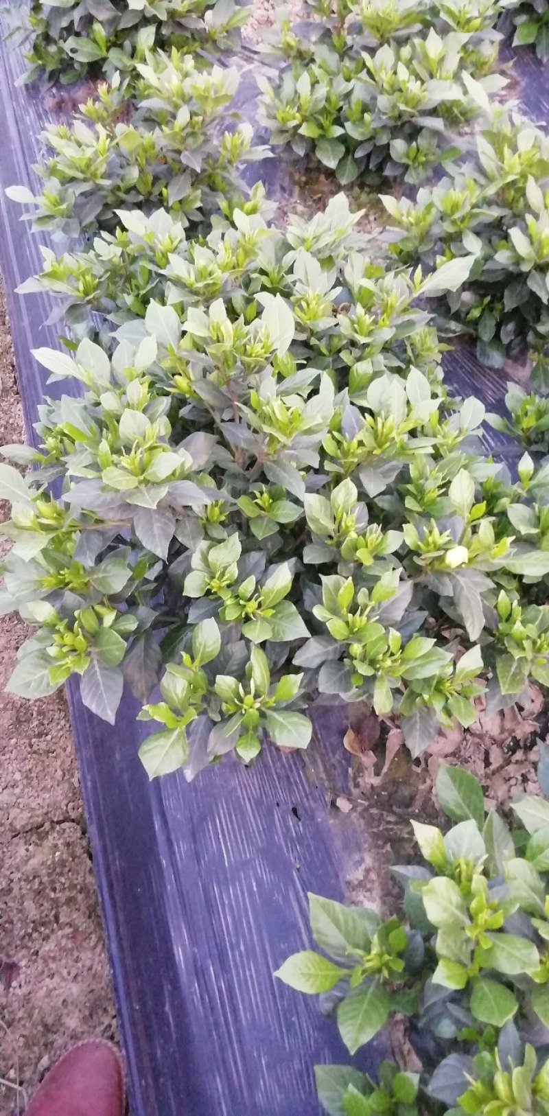 带翻白花苞的各类栀子花大量有售。还有各种价位的工程苗。