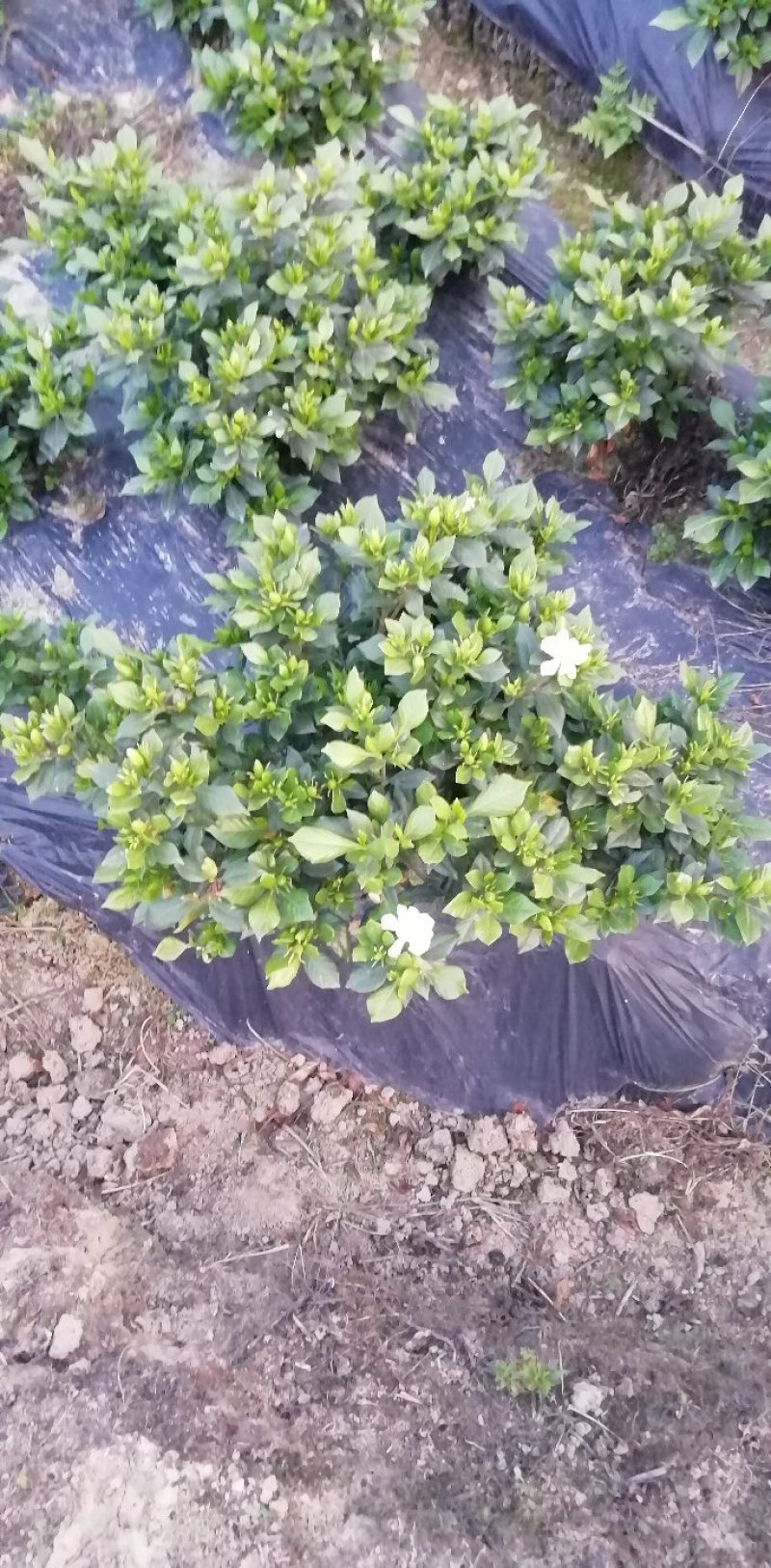 带翻白花苞的各类栀子花大量有售。还有各种价位的工程苗。