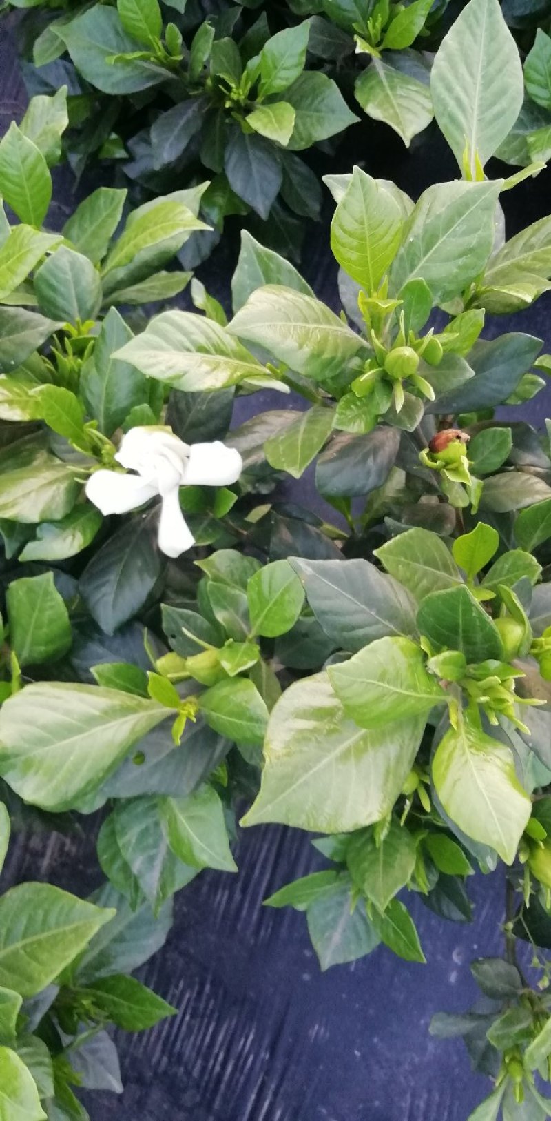 带翻白花苞的各类栀子花大量有售。还有各种价位的工程苗。