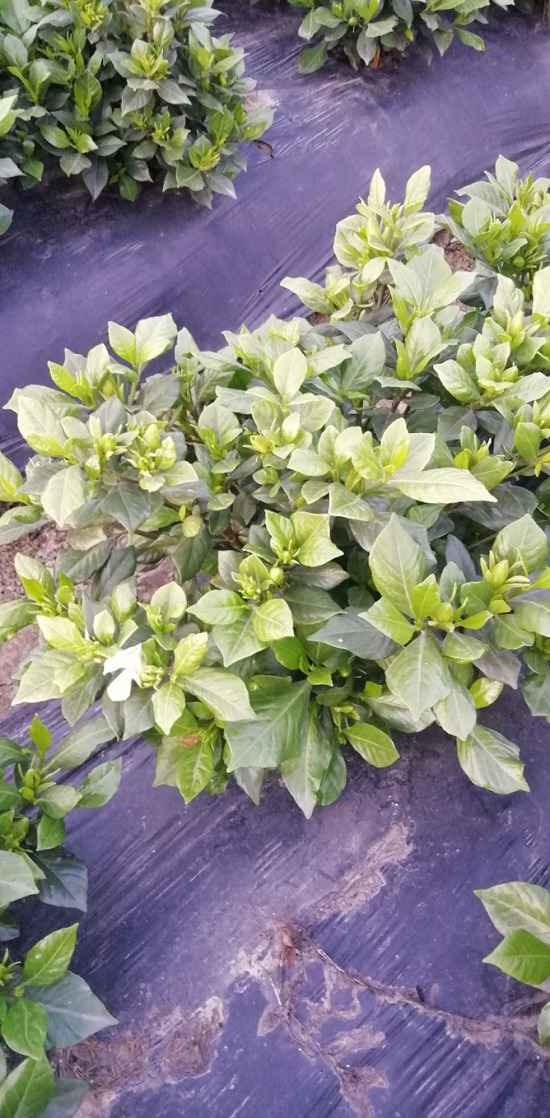 带翻白花苞的各类栀子花大量有售。还有各种价位的工程苗。