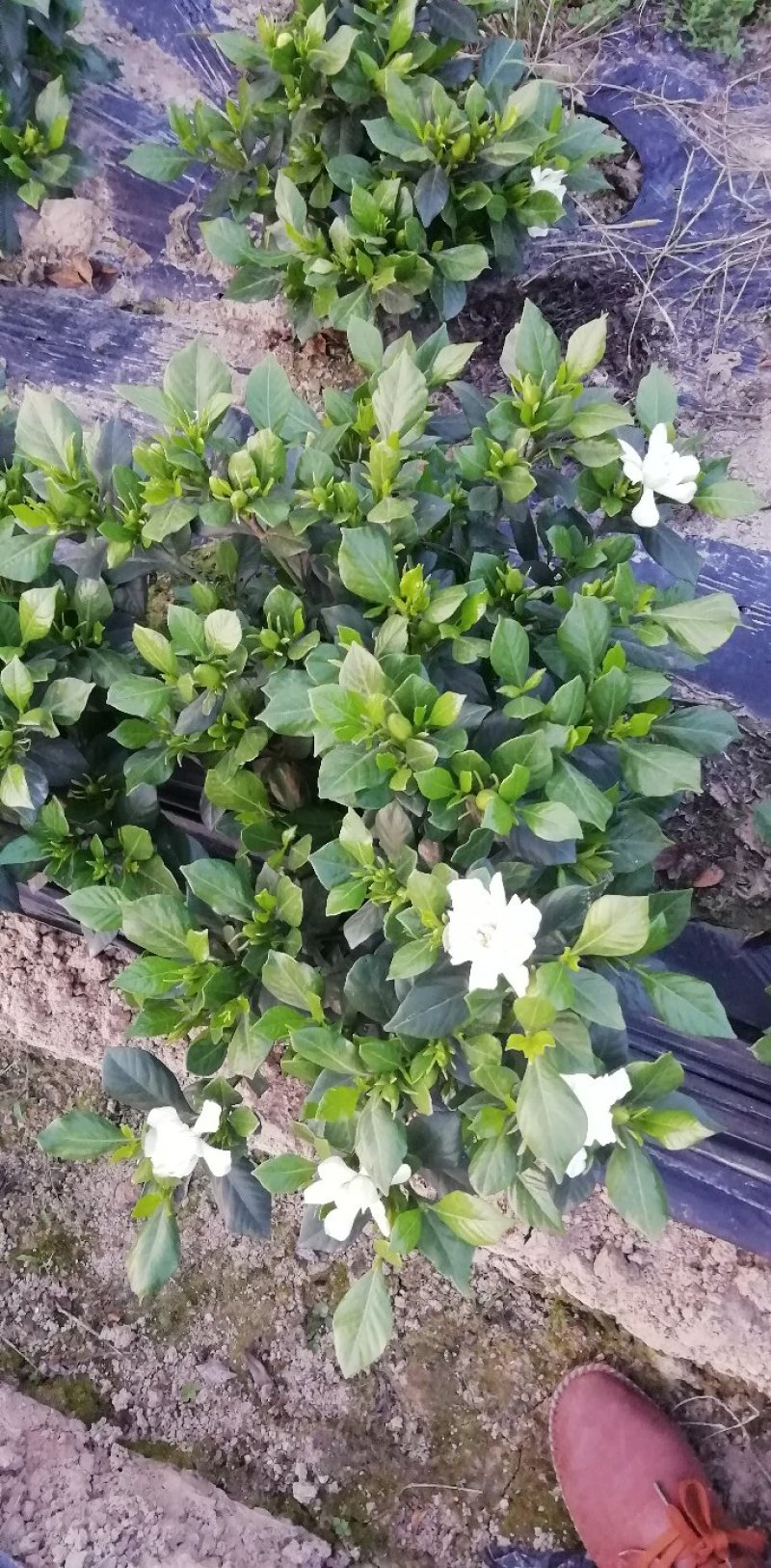 带翻白花苞的各类栀子花大量有售。还有各种价位的工程苗。