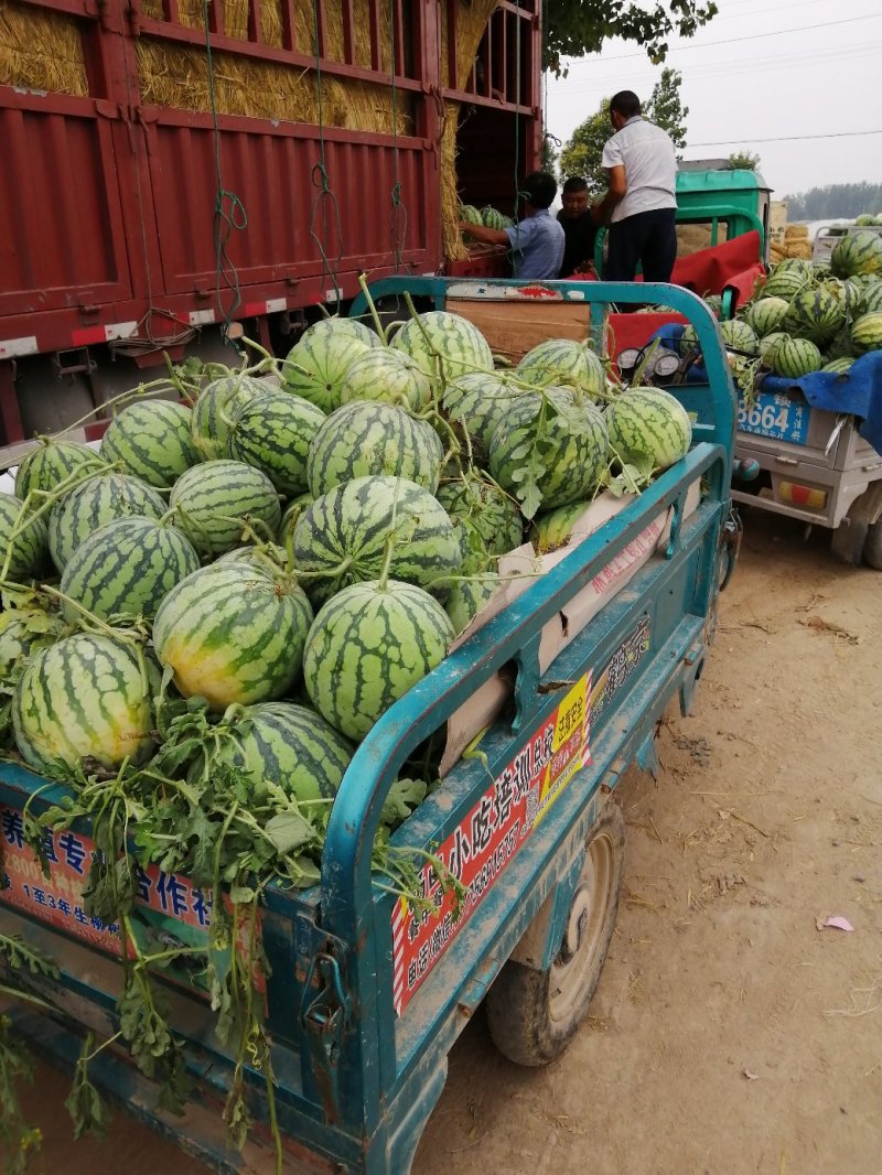 8424现已大量上市，有籽，无籽都有，可对接电商超市市场