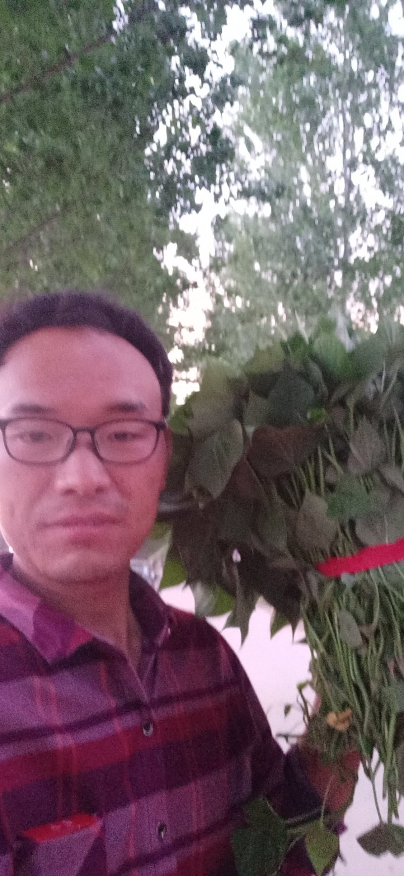 优质脱毒红薯苗