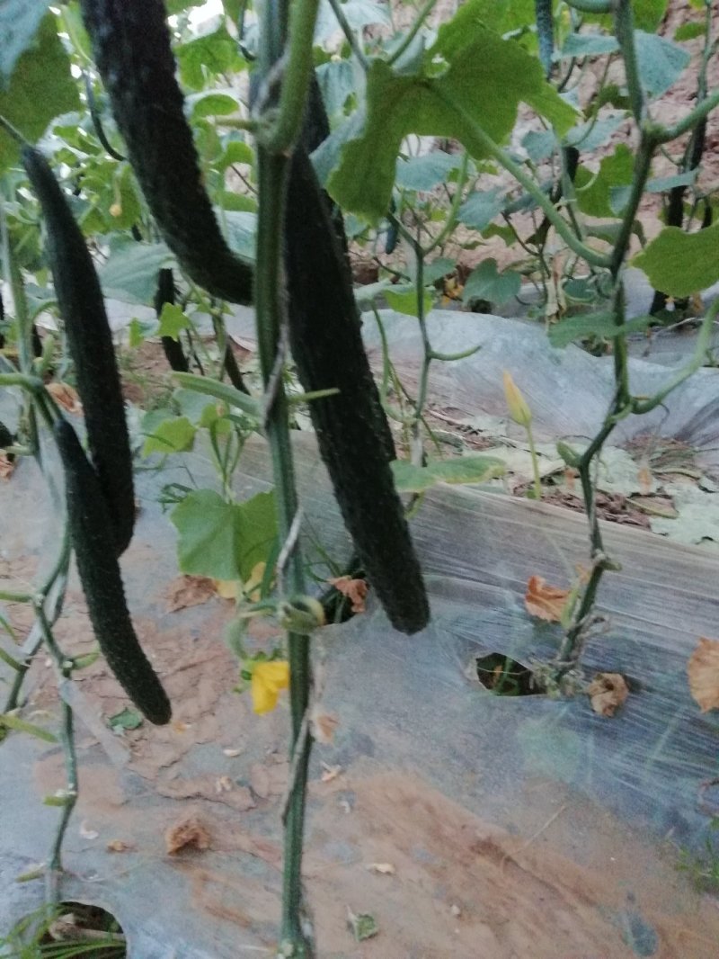 新鲜黄瓜