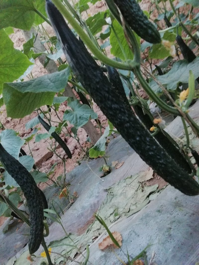 新鲜黄瓜