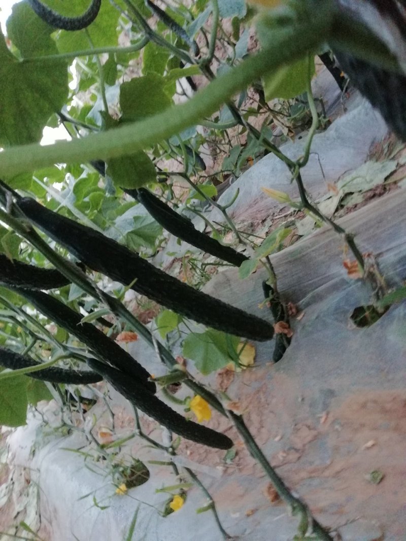 新鲜黄瓜