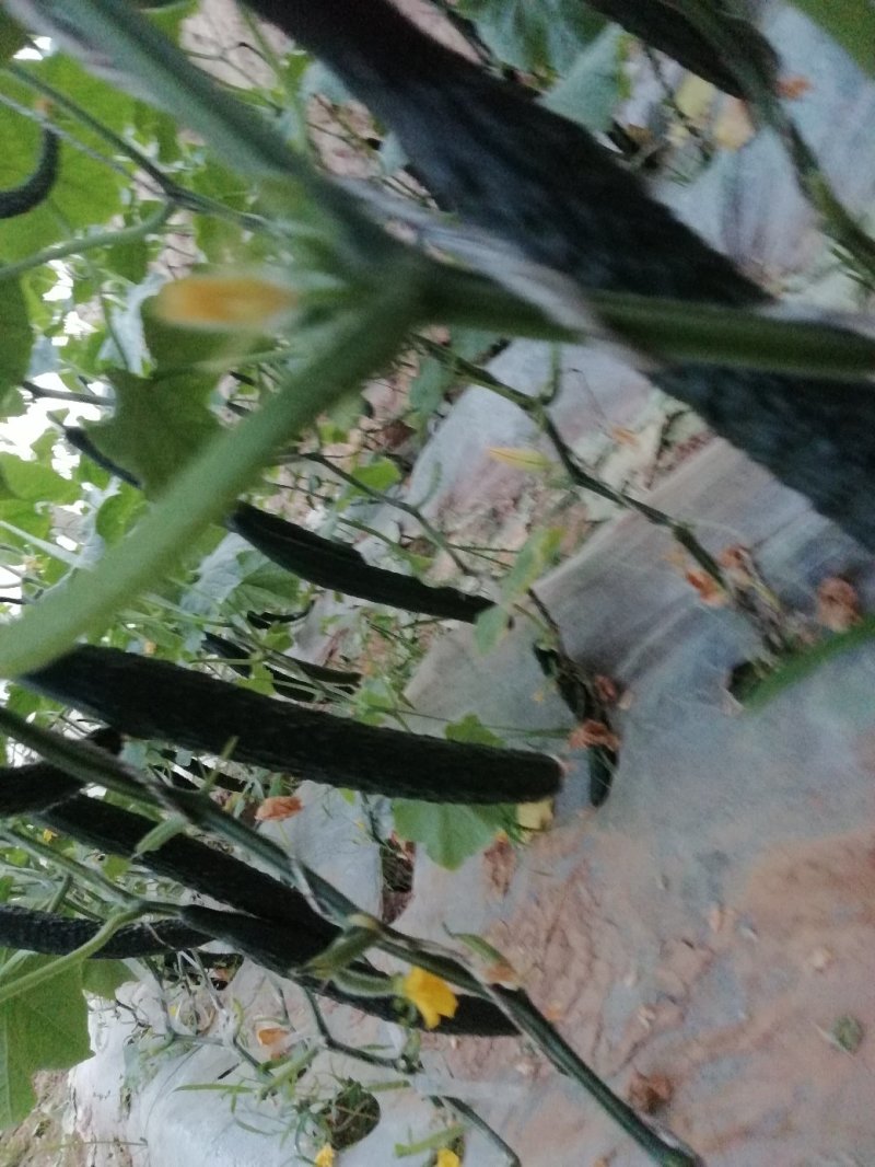 新鲜黄瓜
